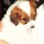 :iconalice-sk: