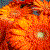 :iconalice2628: