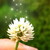 :iconalice354139: