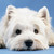 :iconaliceinwonderland01:
