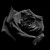 :iconaliceknight12: