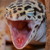 :iconaliendragonlover: