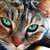 :iconalieninvasion: