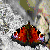 :iconalienscot1: