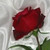 :iconalinevaleria140: