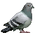 :iconalinquilz: