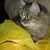:iconalisa2222: