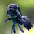 :iconalittlelonger: