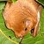 :iconalittleredbat: