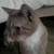 :iconalittlewriter:
