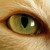 :iconalixbiffi: