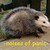:iconall-american-puppet: