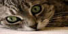 :iconall-the-cats: