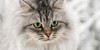 :iconallcatsallowed: