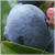 :iconalleg: