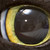 :iconallen-finley: