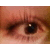 :iconallessia: