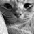 :iconalleyflower: