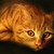 :iconalliev17: