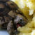 :iconalligatorcrush: