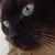 :iconallmoto: