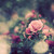 :iconallthatjazz3088: