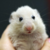:iconalltrades: