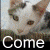 :iconally-cat-photography:
