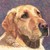 :iconallycat777: