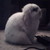 :iconallylyahanne: