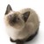 :iconallyoop-thy-cat: