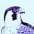 :iconalmahari: