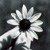 :iconalmostargyle:
