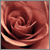 :iconalmostrosey: