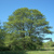 :iconalnus:
