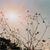 :iconalohadearsunshine: