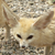 :iconaloi-silverwolf:
