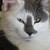 :iconaloisia-aldric:
