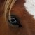 :iconalonelybird: