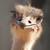 :iconalont: