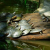 :iconalotofturtles: