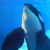 :iconalovefororcas: