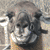 alpacaplz :iconalpacaplz: