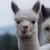 :iconalpacastew: