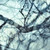 :iconalpha-canis: