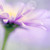 :iconalpha8788: