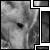 :iconalphalolly: