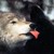 :iconalphawolf2011: