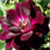 :iconalphawolf2727: