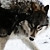alphislupis :iconalphislupis: